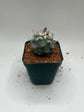 Turbinicarpus lophophoroides × jauernigii