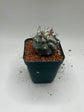 Turbinicarpus lophophoroides × jauernigii