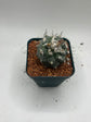 Turbinicarpus lophophoroides × jauernigii