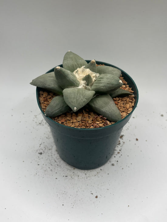 Ariocarpus Retusus