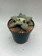 Ariocarpus Retusus