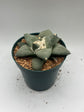 Ariocarpus Retusus