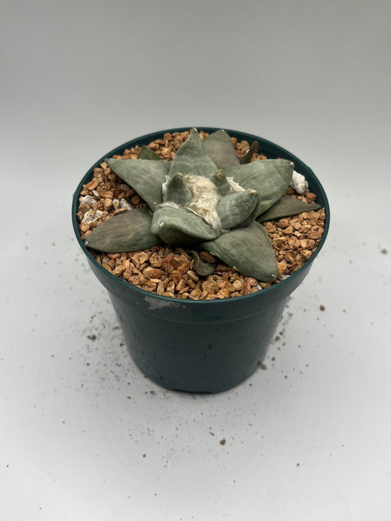Ariocarpus Retusus