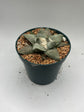 Ariocarpus Retusus