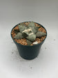 Ariocarpus Retusus