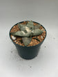 Ariocarpus Retusus