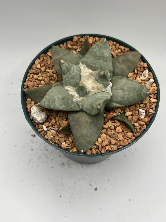 Ariocarpus Retusus