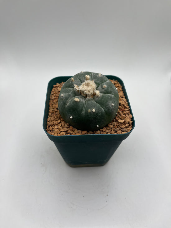 Button Cactus