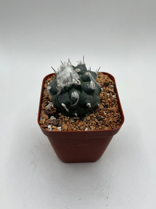 Turbinicarpus lophophoroides × jauernigii