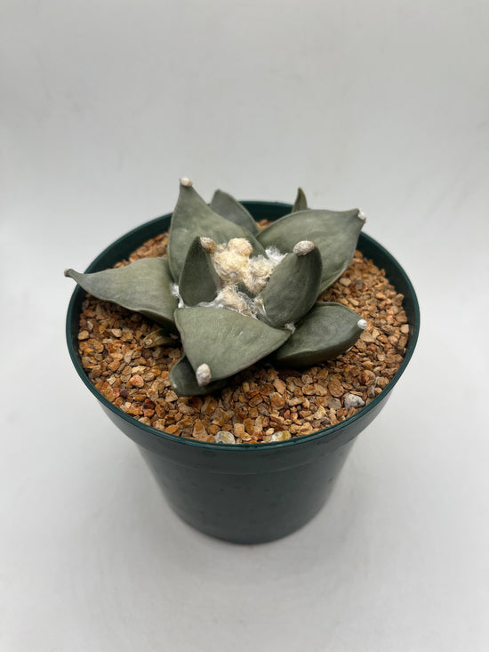 Ariocarpus Retusus
