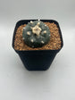 Button Cactus