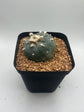Button Cactus