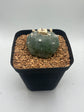 Button Cactus