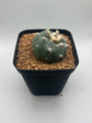 Button Cactus