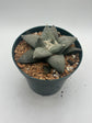 Ariocarpus Retusus