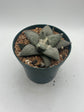 Ariocarpus Retusus