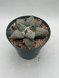 Ariocarpus Retusus