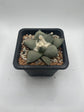 Ariocarpus Retusus