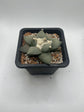 Ariocarpus Retusus