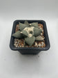 Ariocarpus Retusus