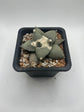 Ariocarpus Retusus