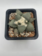 Ariocarpus Retusus