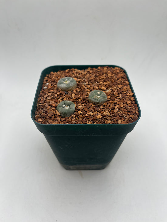 L. alberto-vojtechii (3 pack)