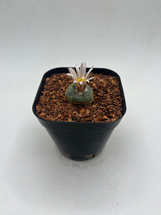 L. alberto-vojtechii