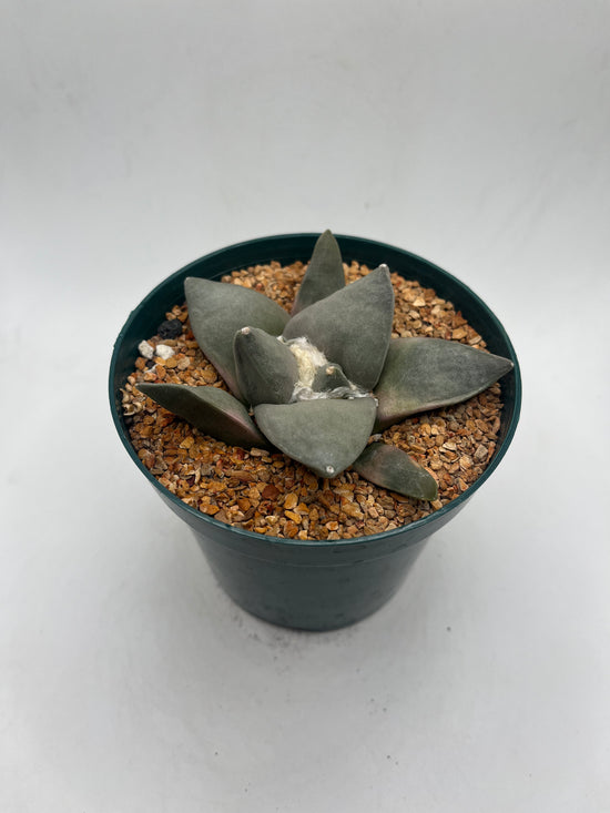 Ariocarpus Retusus