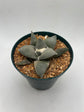Ariocarpus Retusus