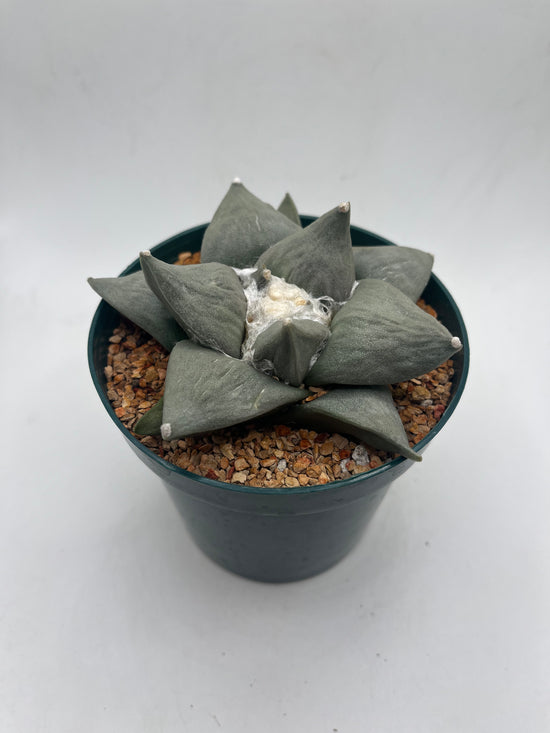 Ariocarpus Retusus