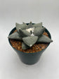 Ariocarpus Retusus