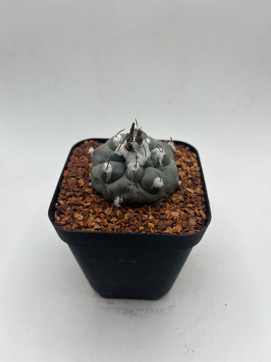Turbinicarpus lophophoroides × jauernigii