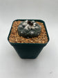 turbinicarpus jauernigii