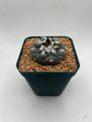 turbinicarpus jauernigii