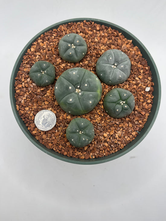 LW 6 pack