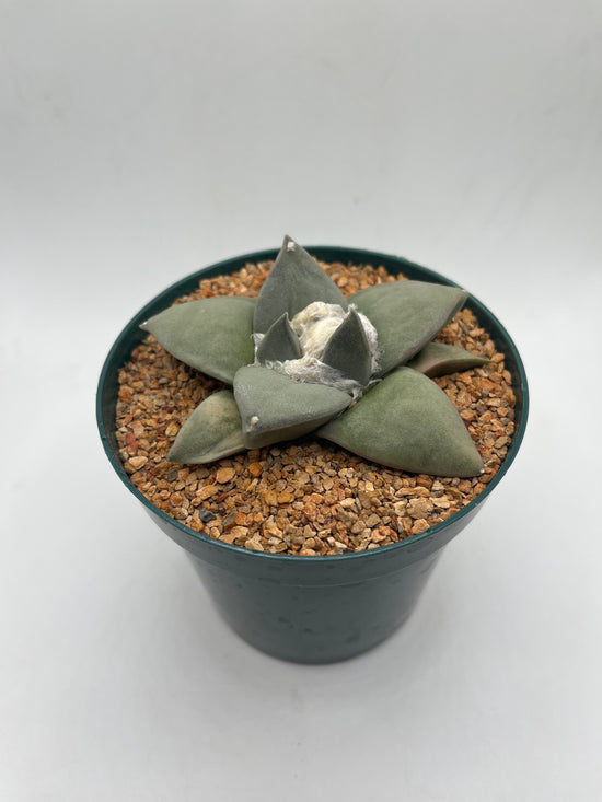 Ariocarpus Retusus