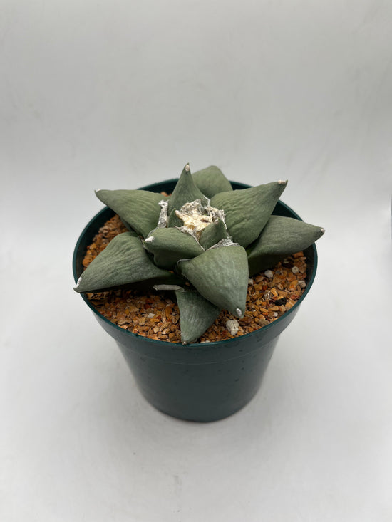 Ariocarpus Retusus