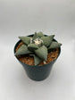 Ariocarpus Retusus