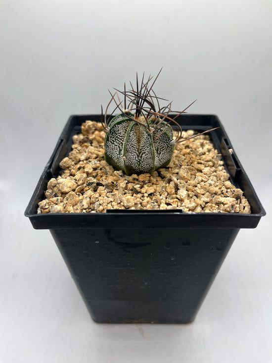 ASTROPHYTUM CAPRICORNE