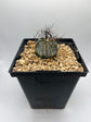 ASTROPHYTUM CAPRICORNE