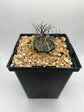 ASTROPHYTUM CAPRICORNE