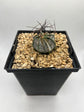 ASTROPHYTUM CAPRICORNE