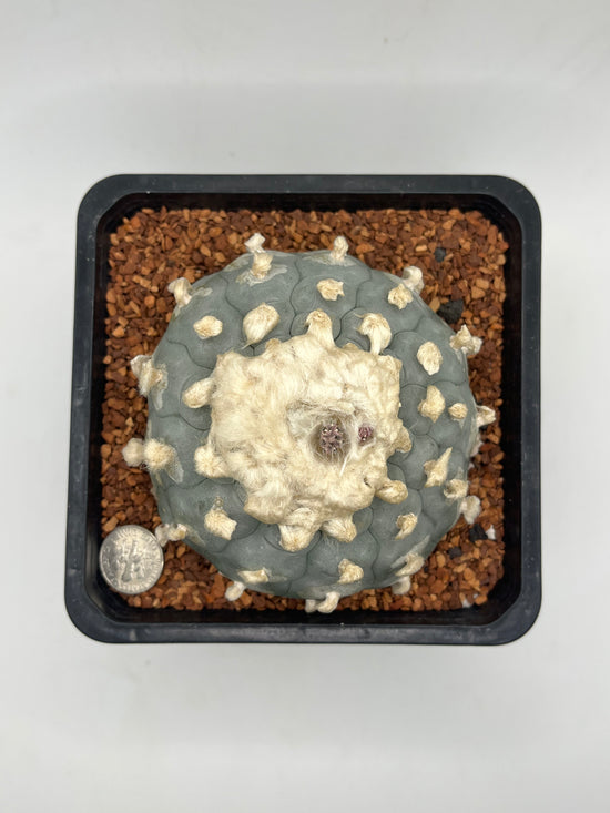 LW Grandiflora