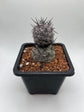 Tephrocactus Geometricus Diablo