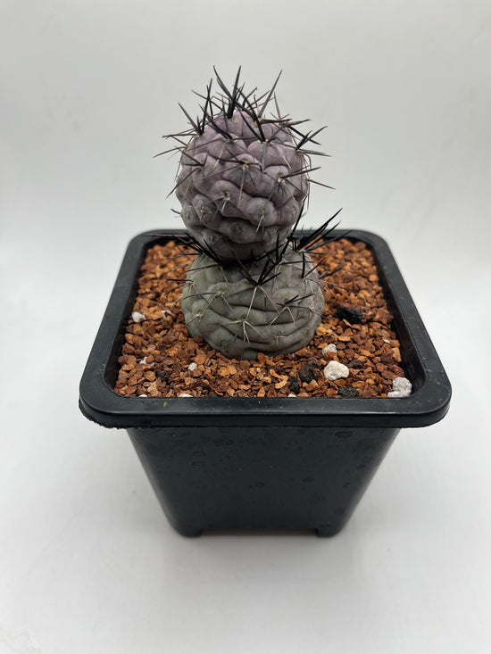 Tephrocactus Geometricus Diablo