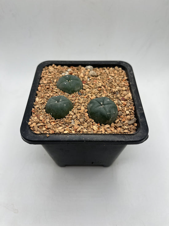 LW 3 pack