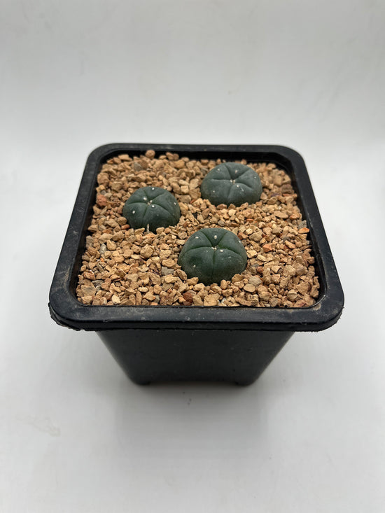 LW 3 pack