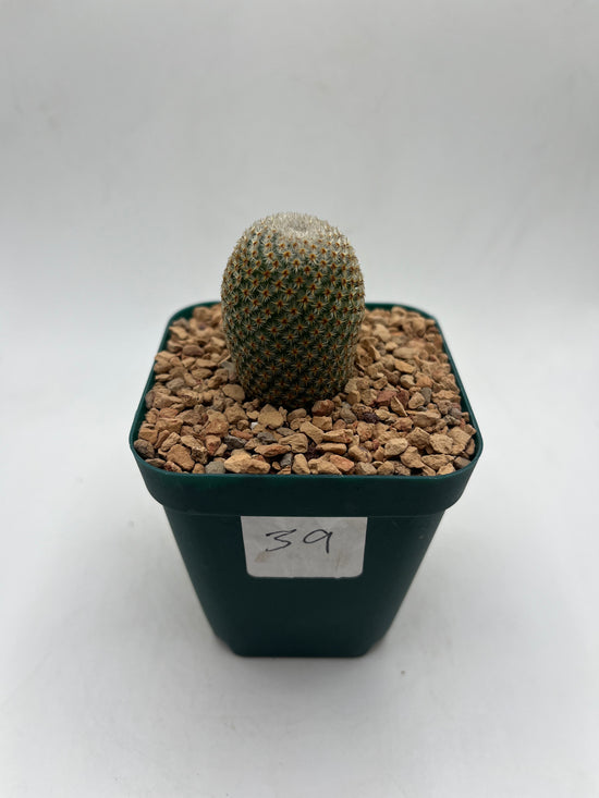 Mammillaria Crucigera