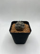 Copiapoa cinerea